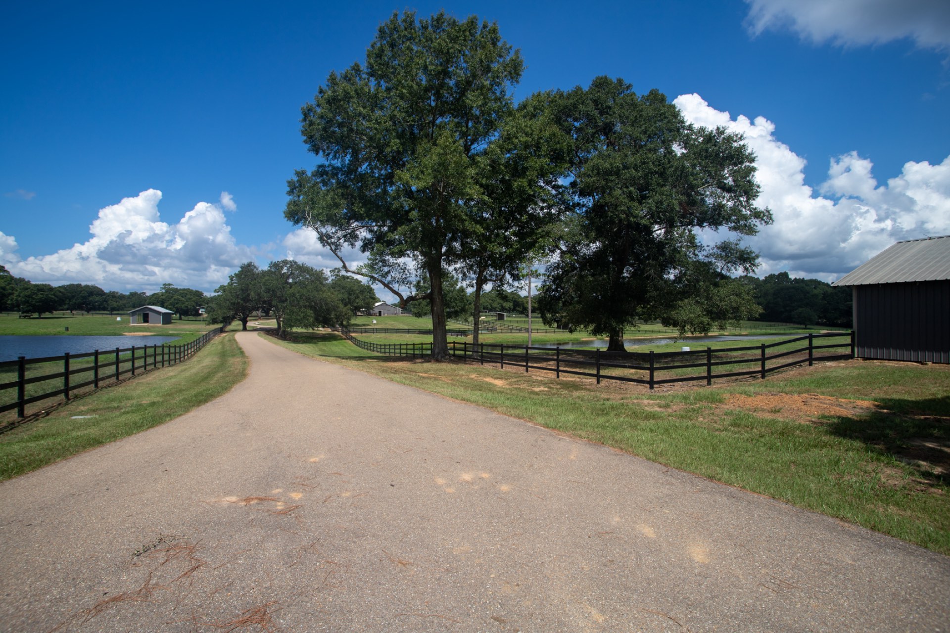 Oak-tree-lined drive at Twin Hills Ranch, Folsom, LA