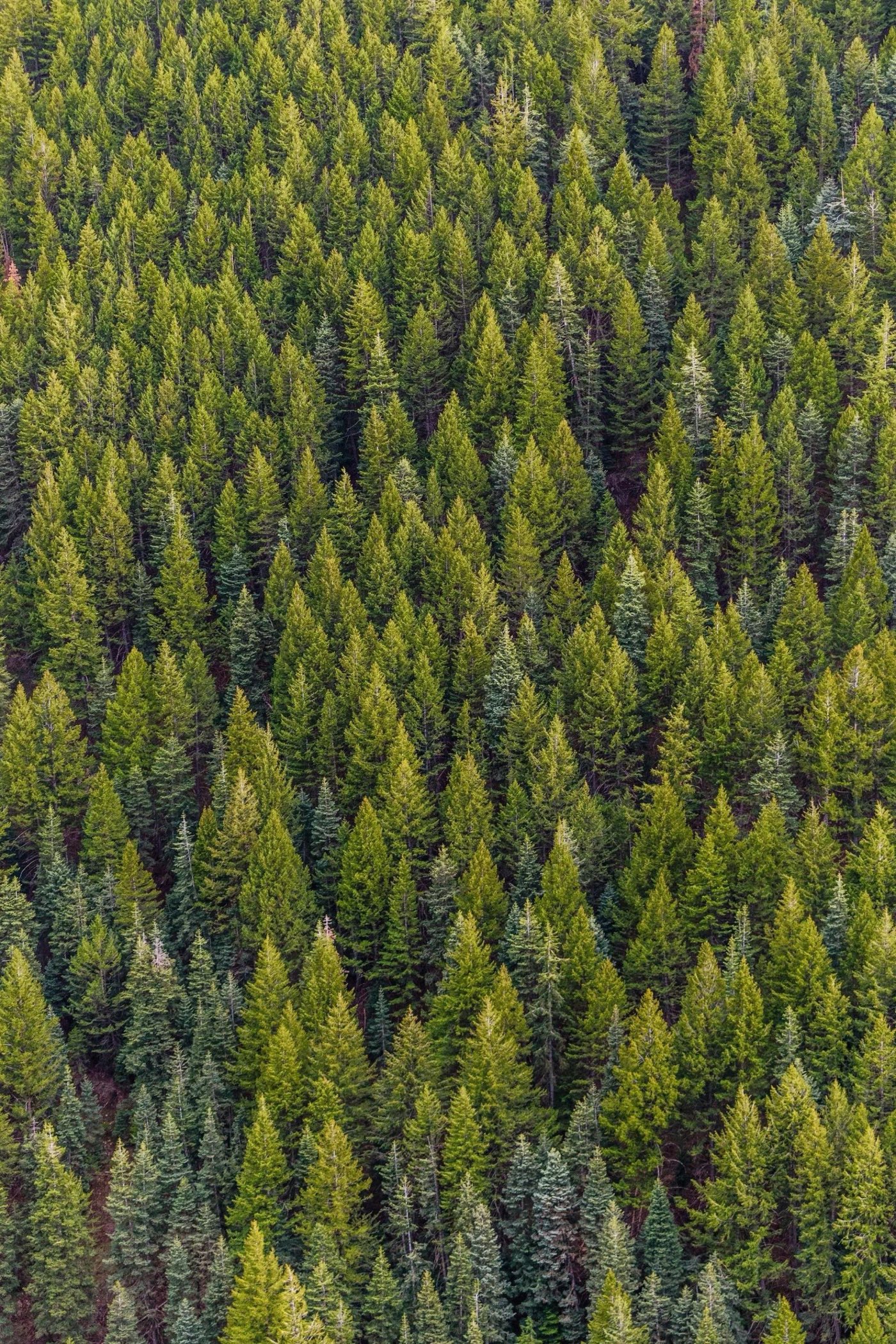 Aerial view of pine forest across the Gulf South